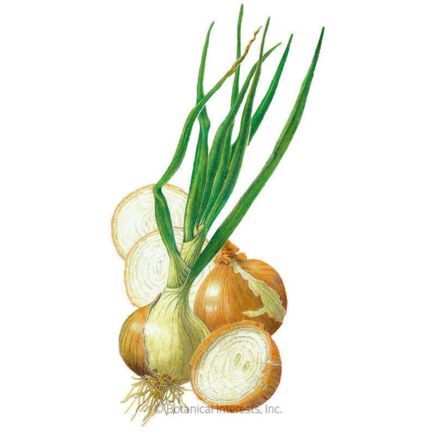 Walla Walla Bulb Onion