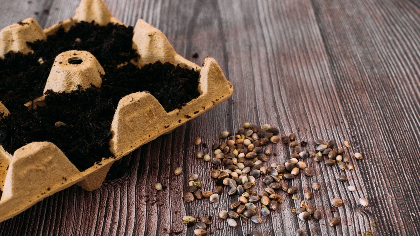 A shot of a container with soil and scattered germs of plants, all placed on a wooden surface in a well lit area