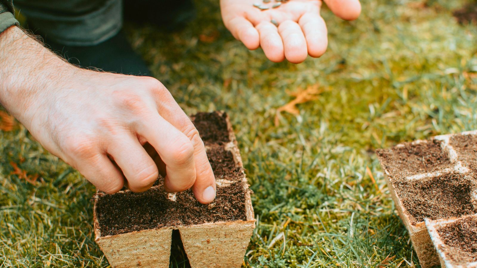 A shot of a person in the process of sowing germs on a tray with another tray that is filled with soil, all placed on grass in an area outdoors