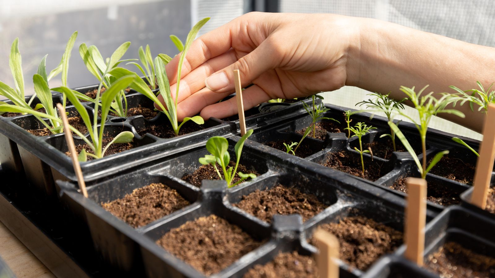 A shot of a person inspecting developing plants on trays in an area indoors