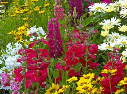 A shot of a small composition of colorful blooms that shows flowers seed March