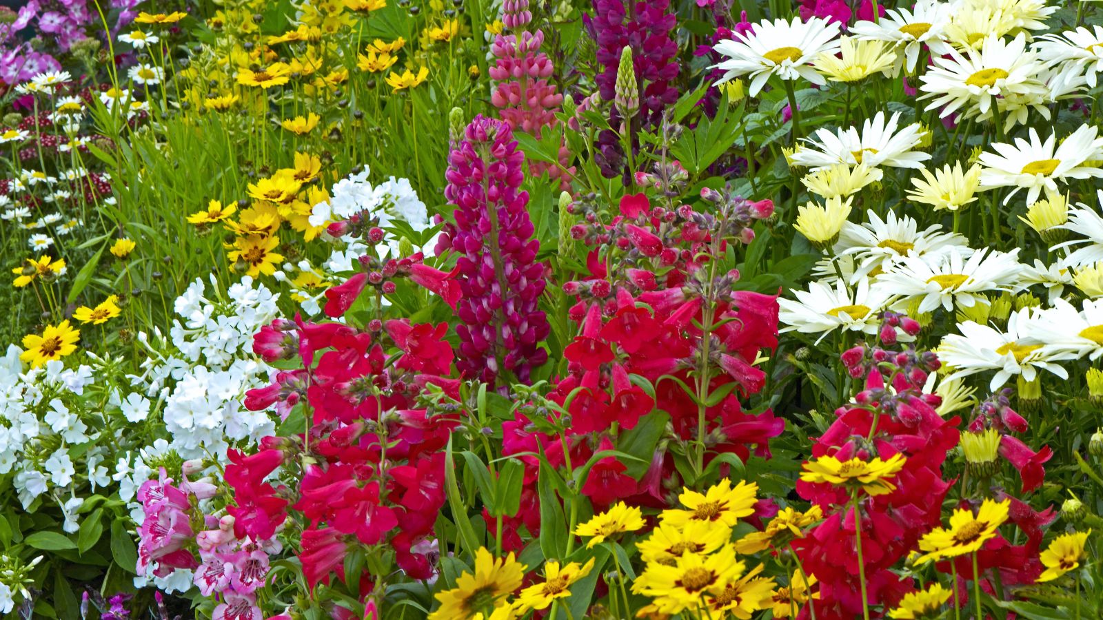 A shot of a small composition of colorful blooms that shows flowers seed March