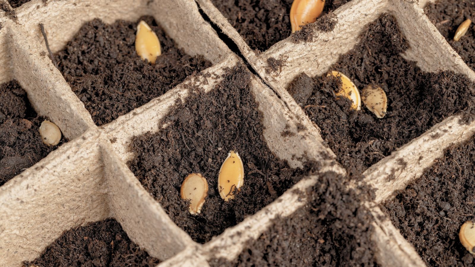 A shot of exposed ovules in a tray with soil in an area indoors