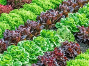 A shot of several developing crops that shows lettuce varieties from seed