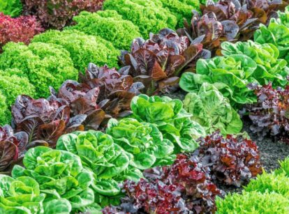 A shot of several developing crops that shows lettuce varieties from seed