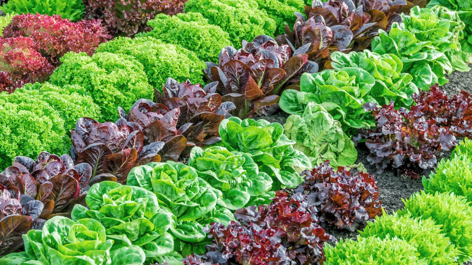 A shot of several developing crops that shows lettuce varieties from seed