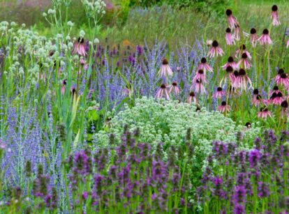 A shot of several flowers and plants that shows what native perennials from seed