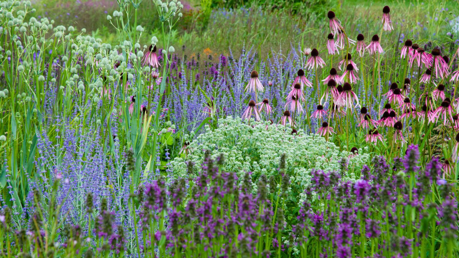 A shot of several flowers and plants that shows what native perennials from seed