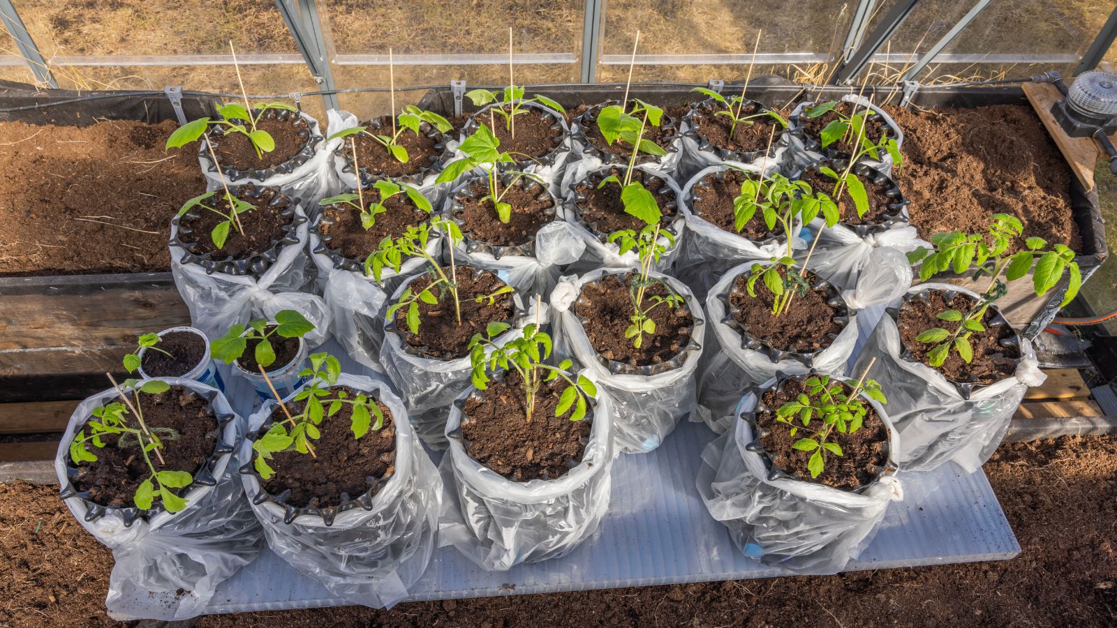 A shot of several individual pots with developing plants in a greenhouse area outdoors