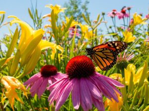 A shot of several multi-colored lowers with a butterfly al showcasing low-maintenance perennials