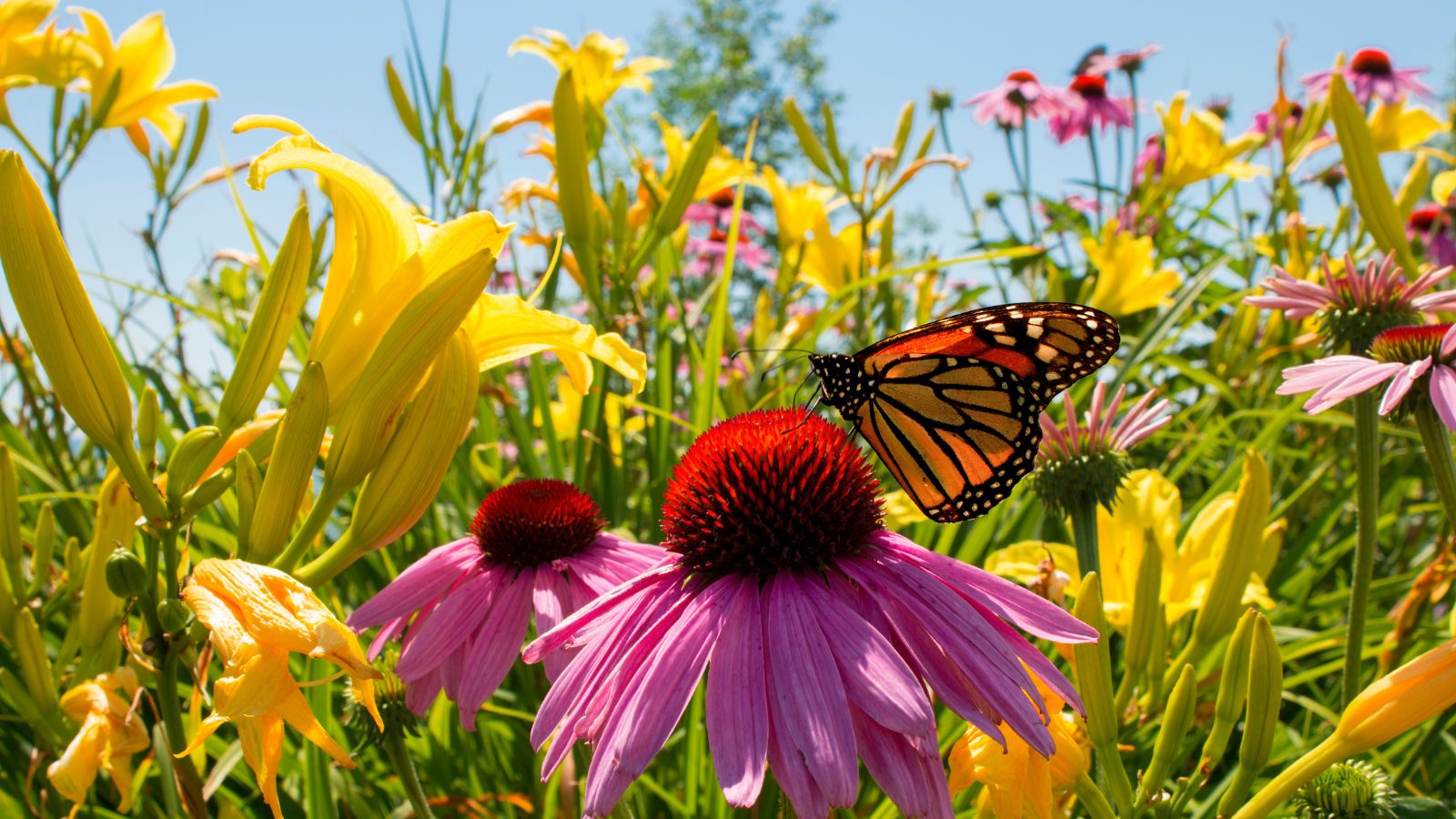 A shot of several multi-colored lowers with a butterfly al showcasing low-maintenance perennials