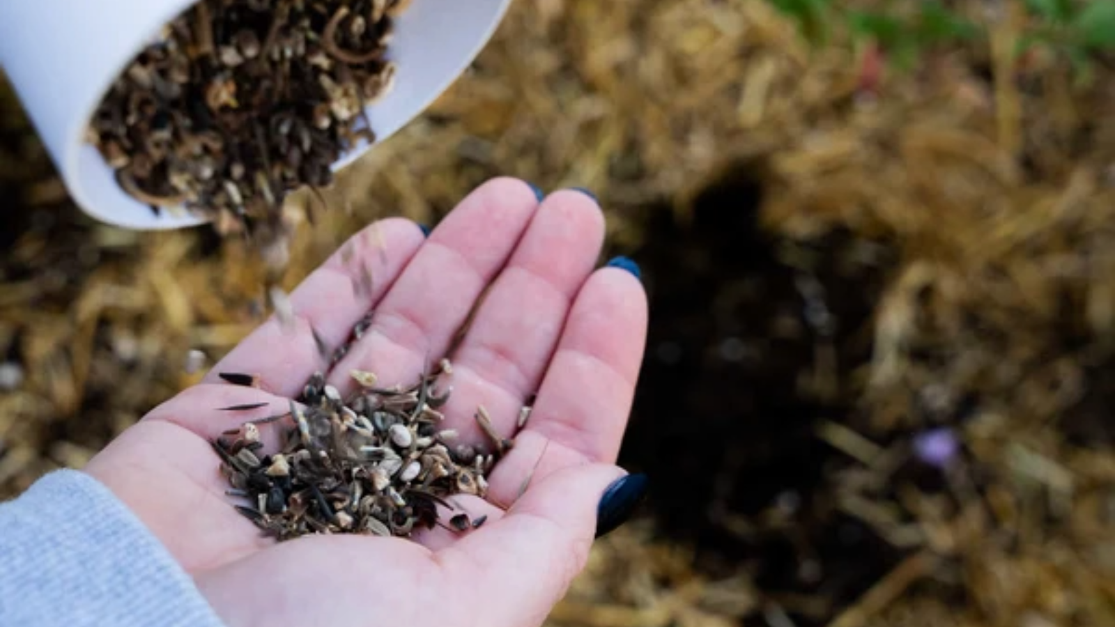 gardener pours seeds from shaker into open hand out in the garden. 