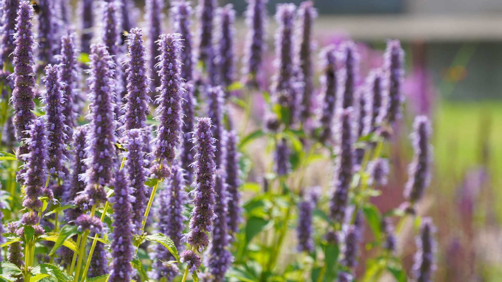 A shot of a composition of Anise Hyssop flowers showcasing its tall stalks