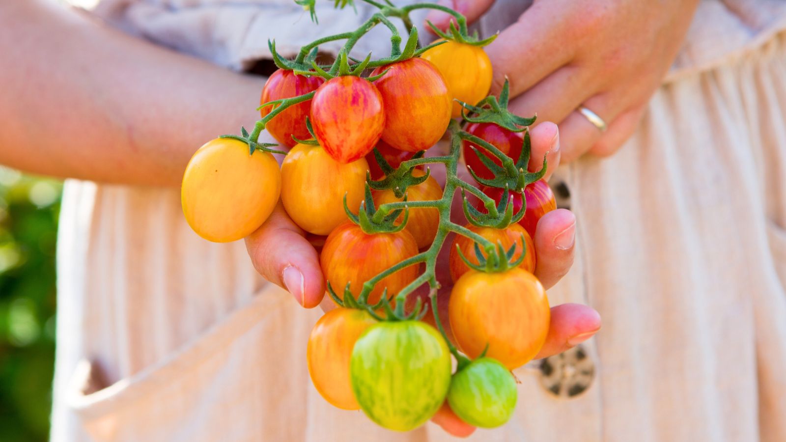 A shot of a person holding a fresh harvest of Artisan Bumble Bee Blend Tomato crops, showcasing its various colors and patterns