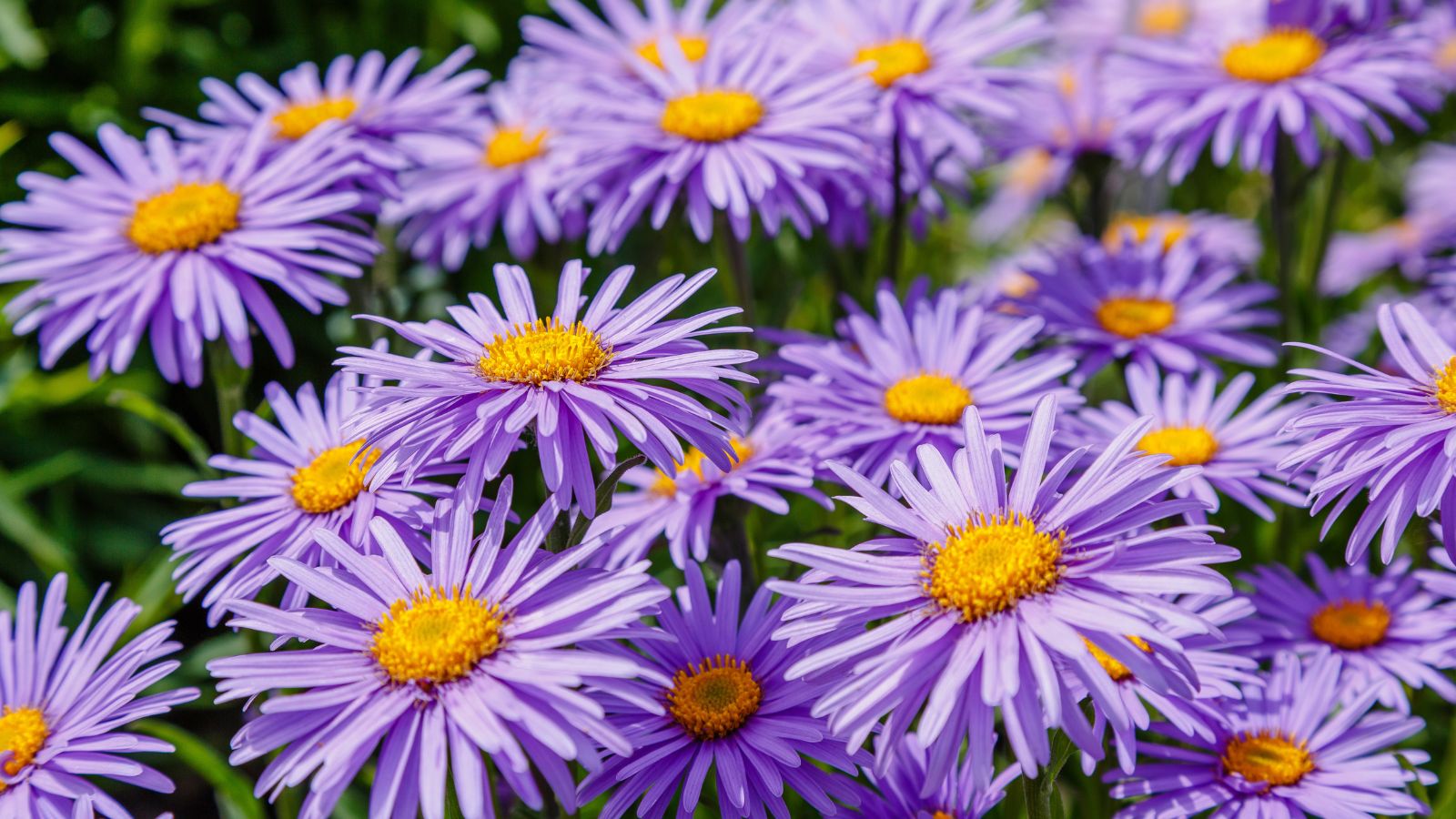 A shot of a composition of purple colored flowers called Aster, all situated and basking in a bright sunlit area outdoors