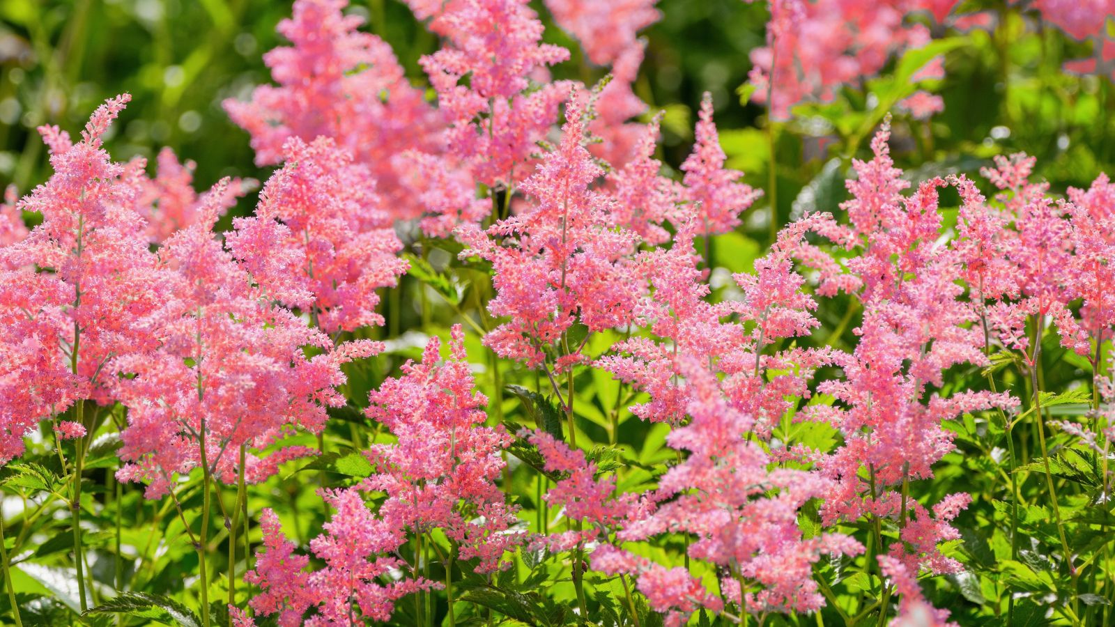 A shot of a composition of Astilbe flowers, showcasing its feathery and fern-like foliage with a pink color, all situated in a bright sunlit area outdoors