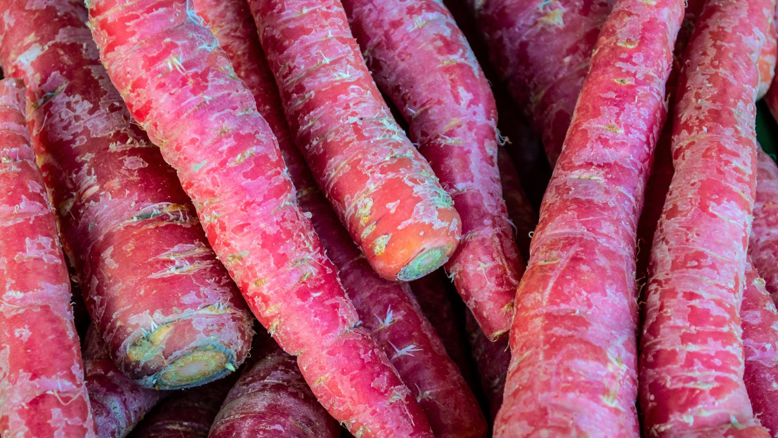 An overhead shot of piled up Atomic Red Carrots showcasing its vibrant red color in a well lit area