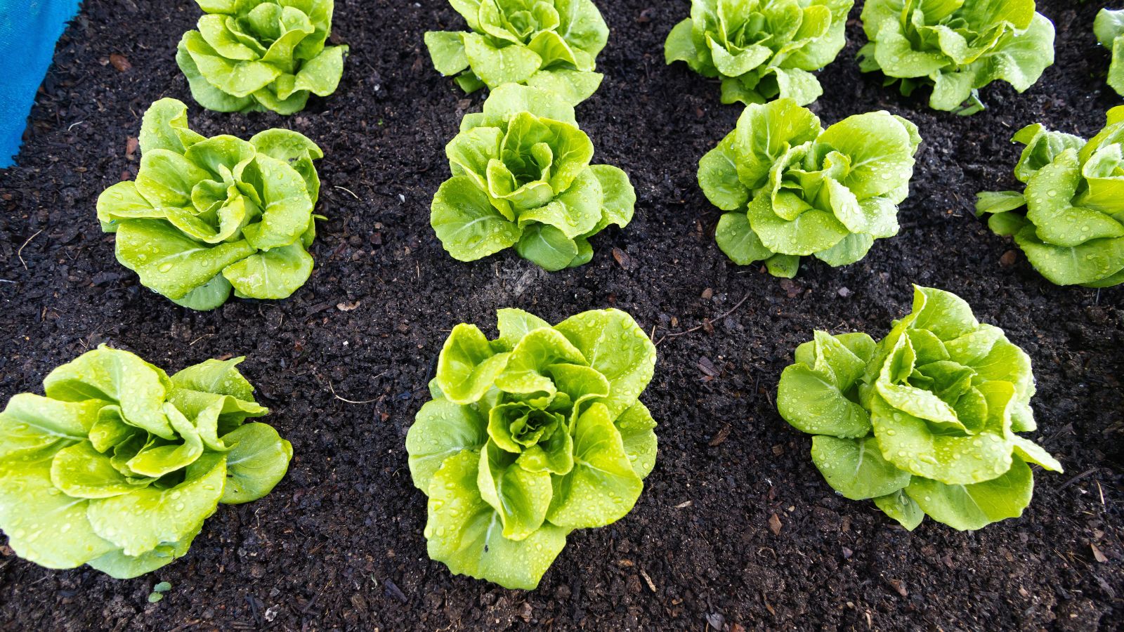 A shot of several developing Australe crops, placed on rich soil outdoors