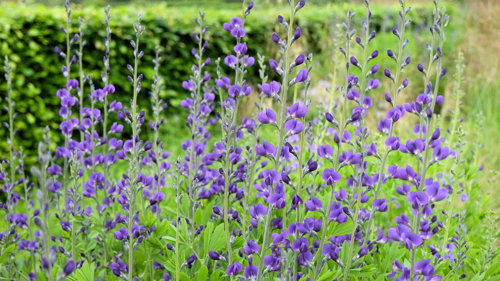 A shot fa composition of tall flowers blooms called Baptisia, showcasing its purple colored petals and green foliage in a well lit area outdoors