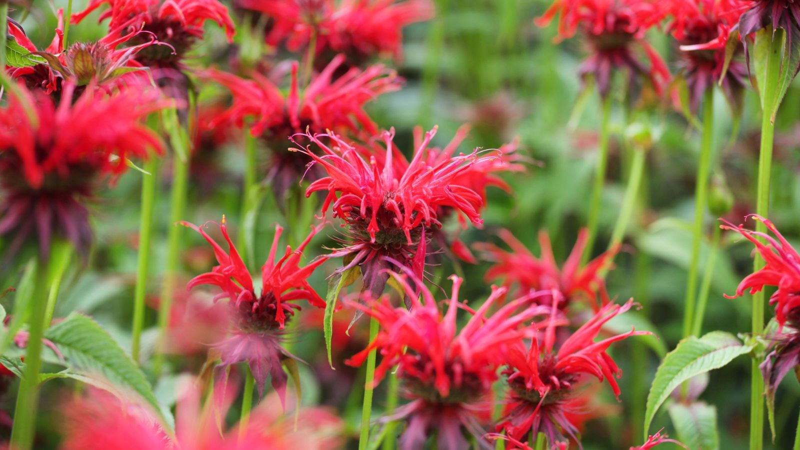 A shot of a composition of scarlet colored flowers called Bee Balm alongside its green foliage in a well lit area