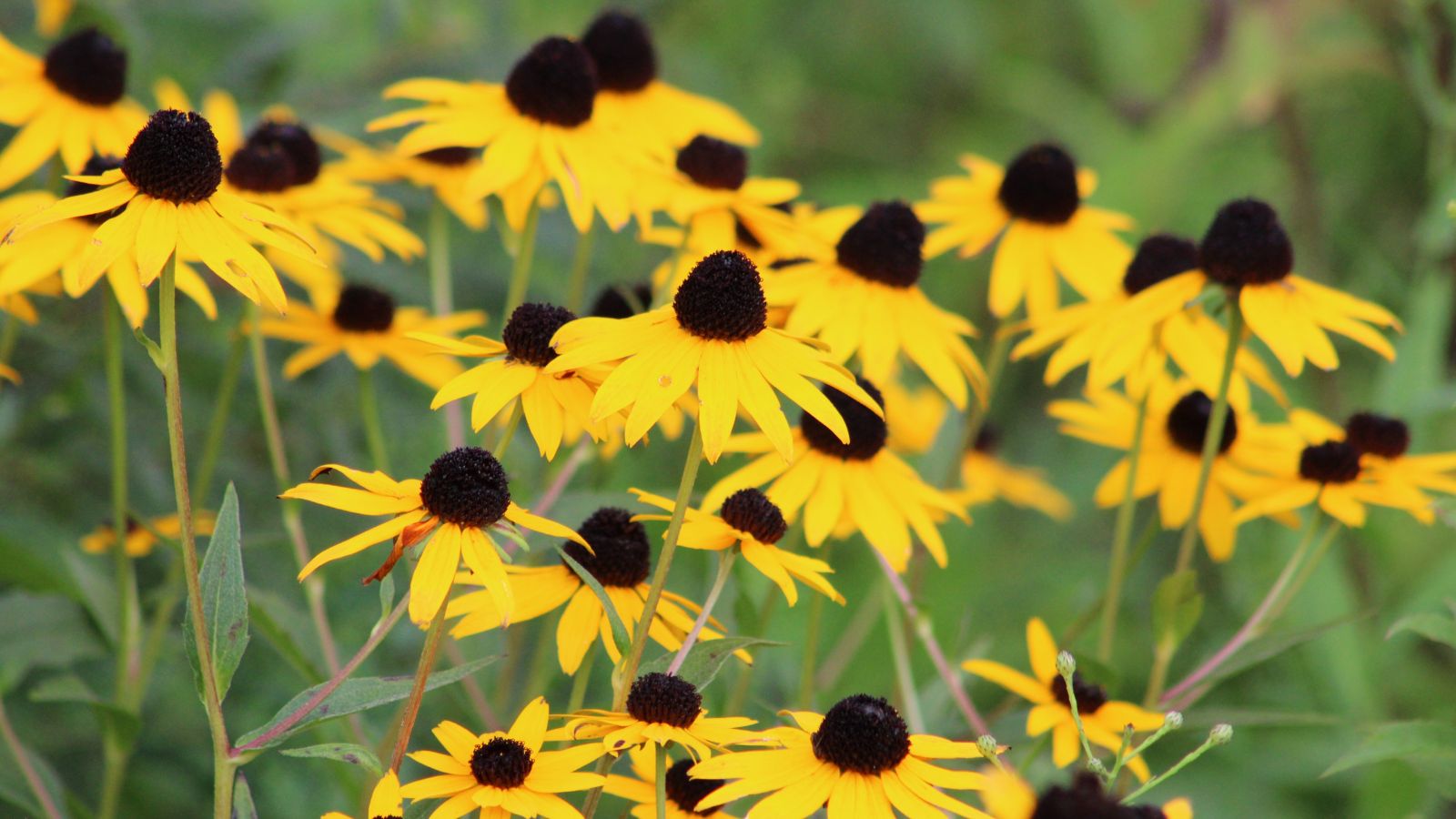 A shot of a composition of Black-Eyed Susan perennials in a well lit area