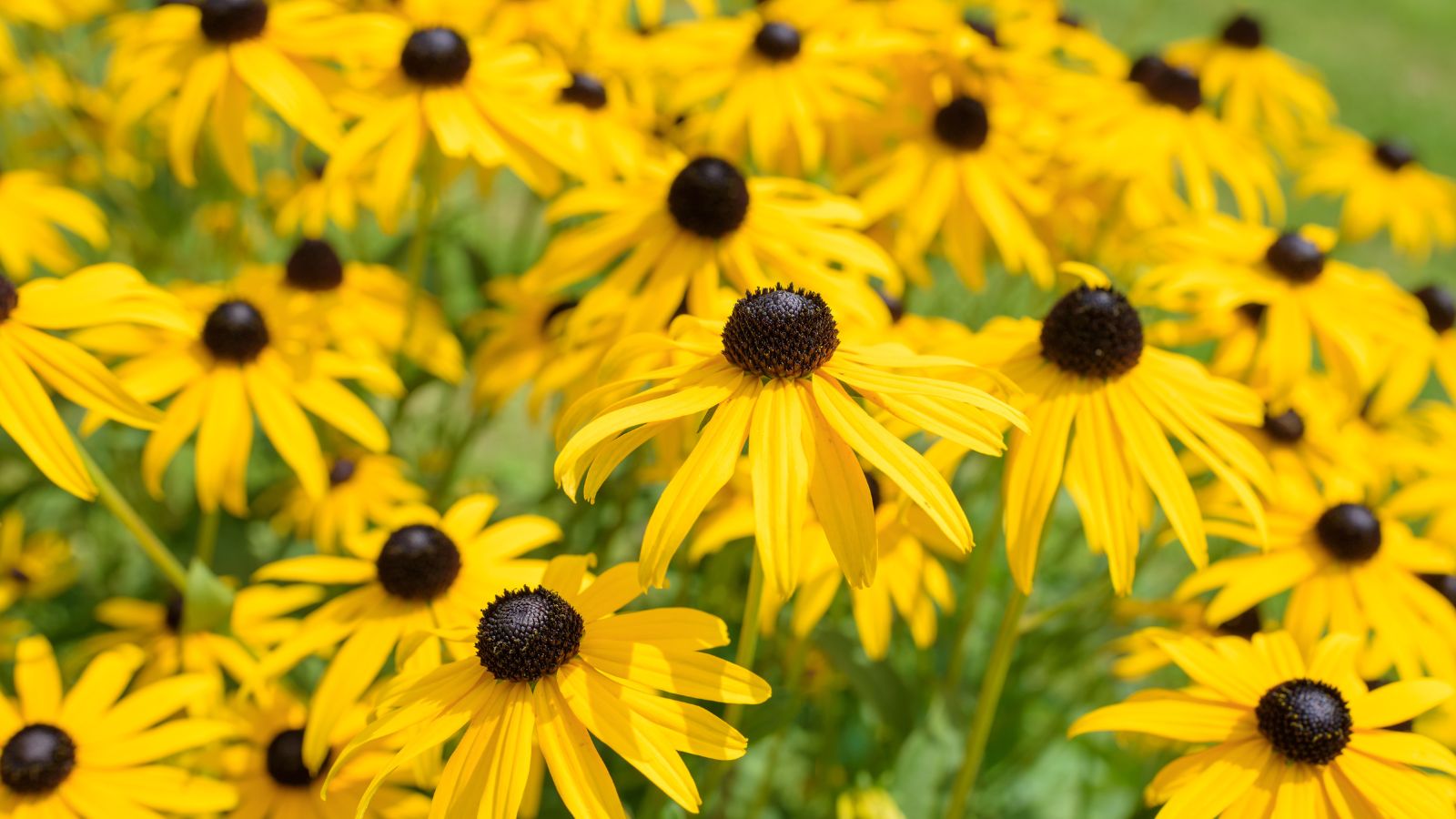 A shot of a small composition of Black-Eyed Susan flowers and its yellow petals