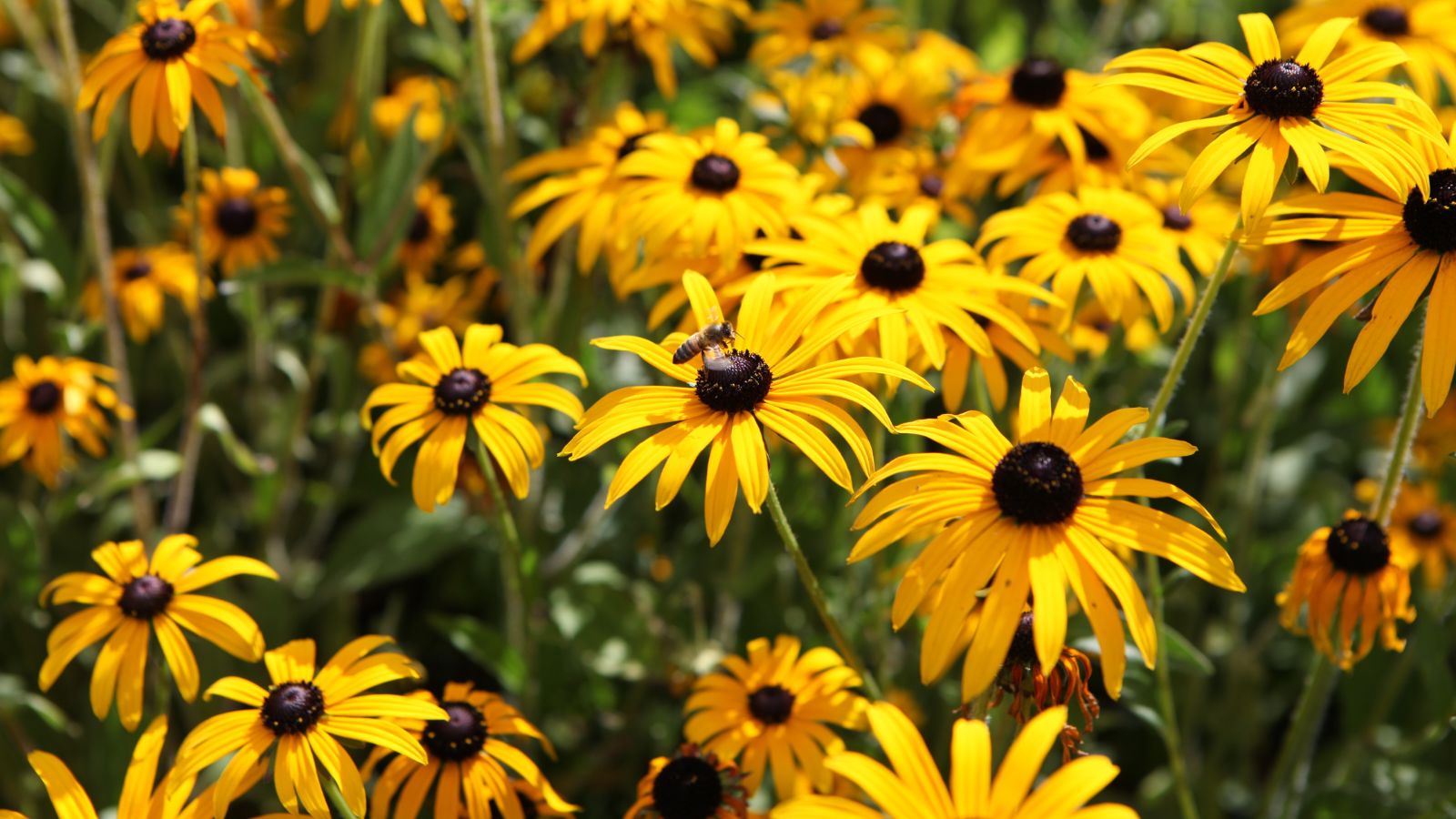 A shot of yellow colored Black-Eyed Susan flowers and a bee feeding on its nectar, all placed in a well lit area outdoors