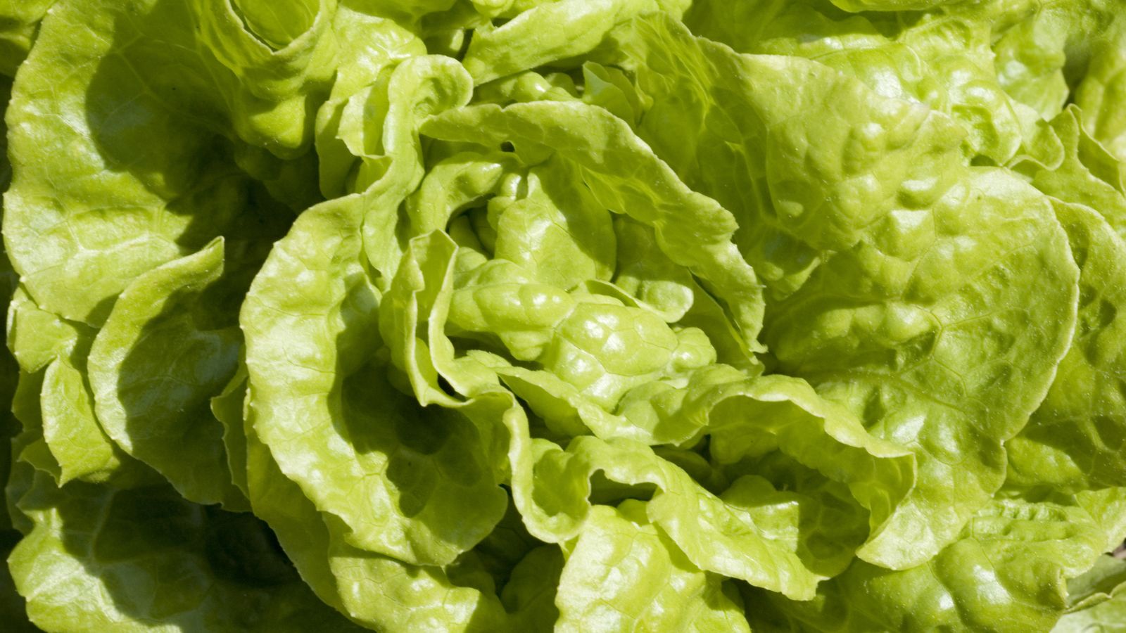 An overhead and close-up shot of the leaves of the Black Seeded Simpson crop