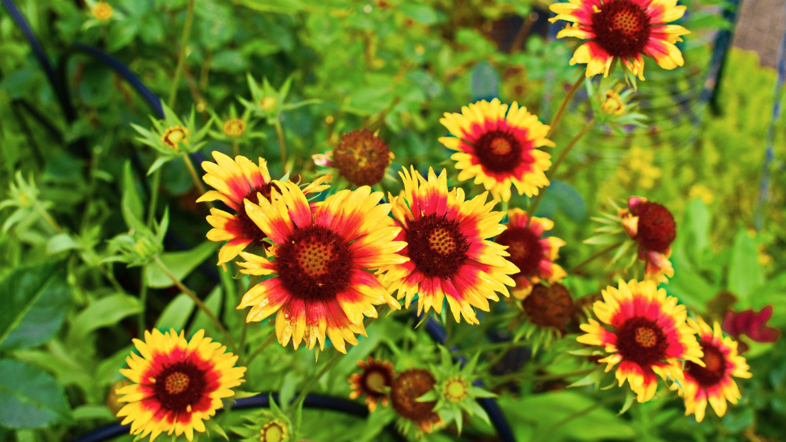 An overhead shot of yellow and red colored flowers called Blanket Flower, all placed in a well lit area outdoors