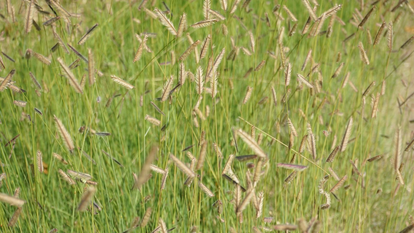 A shot of developing Blue Grama Grass in a well li area outdoors