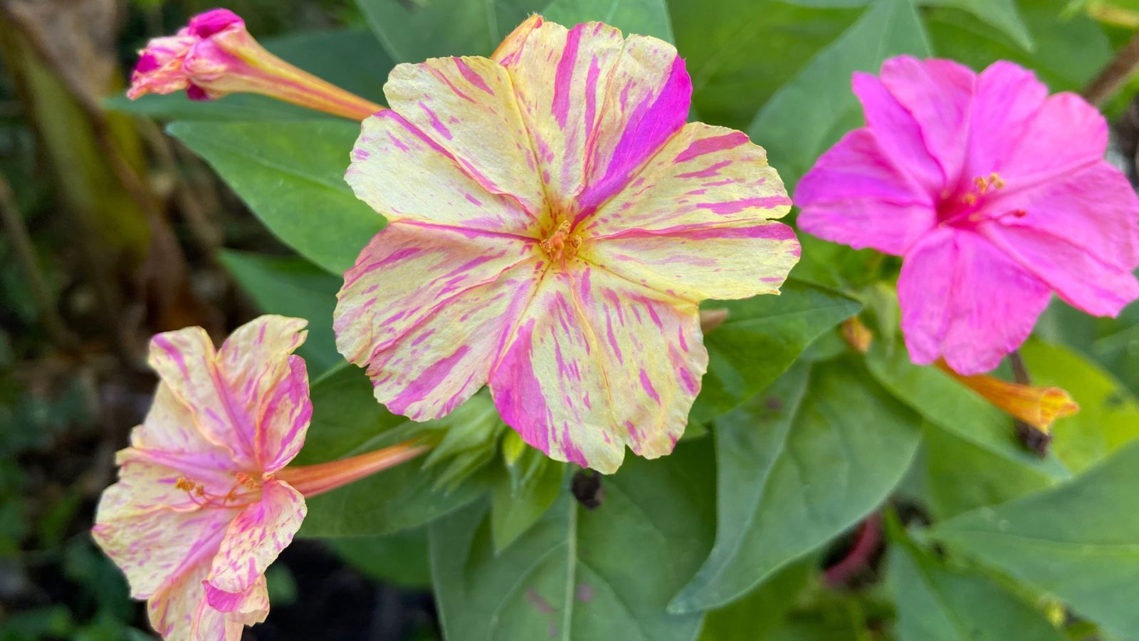 A shot of several Broken Colors Four O'Clock flowers, showcasing its less structured color patterns alongside its leaves in a well lit area outdoors