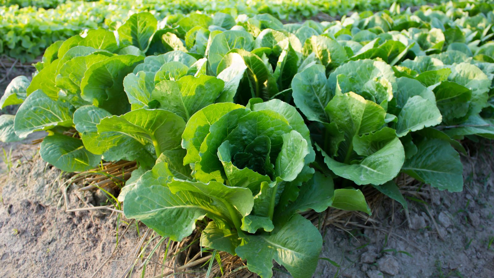 A shot of several developing Buttercrunch crops showcasing its green leaves in a well lit area outdoors