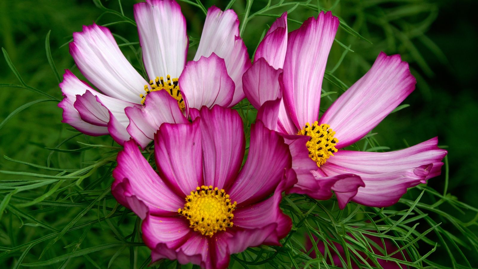 A shot of three developing colorful Candystripe Cosmos flowers, showcasing its pink petals with white tips and yellow centers.