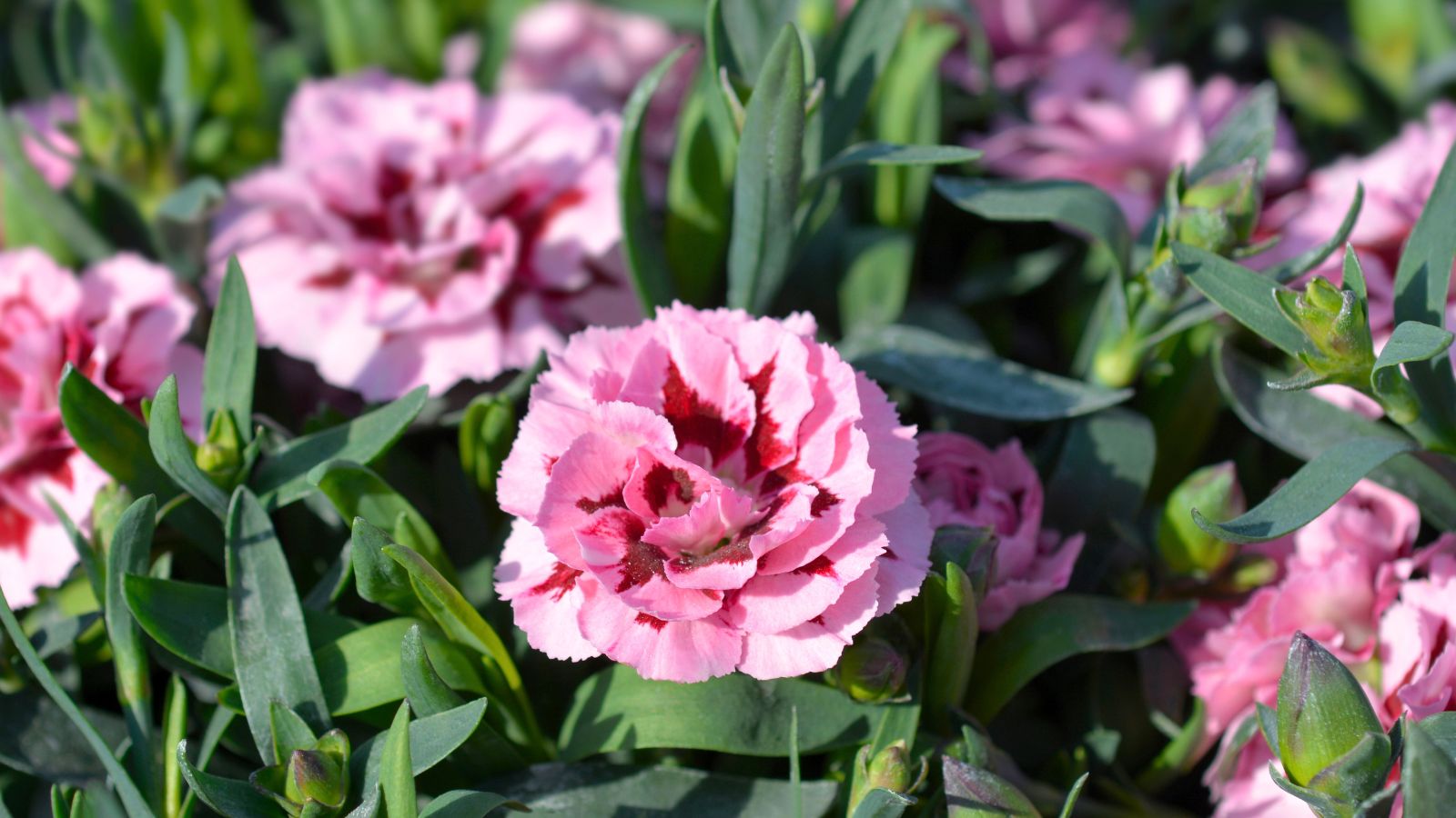 A shot of a small composition of pink colored Carnation blooms, alongside its green leaves in a well lit area outdoors