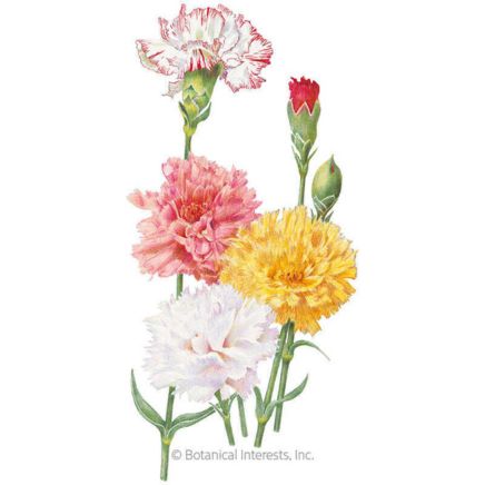 Chabaud Blend Carnation