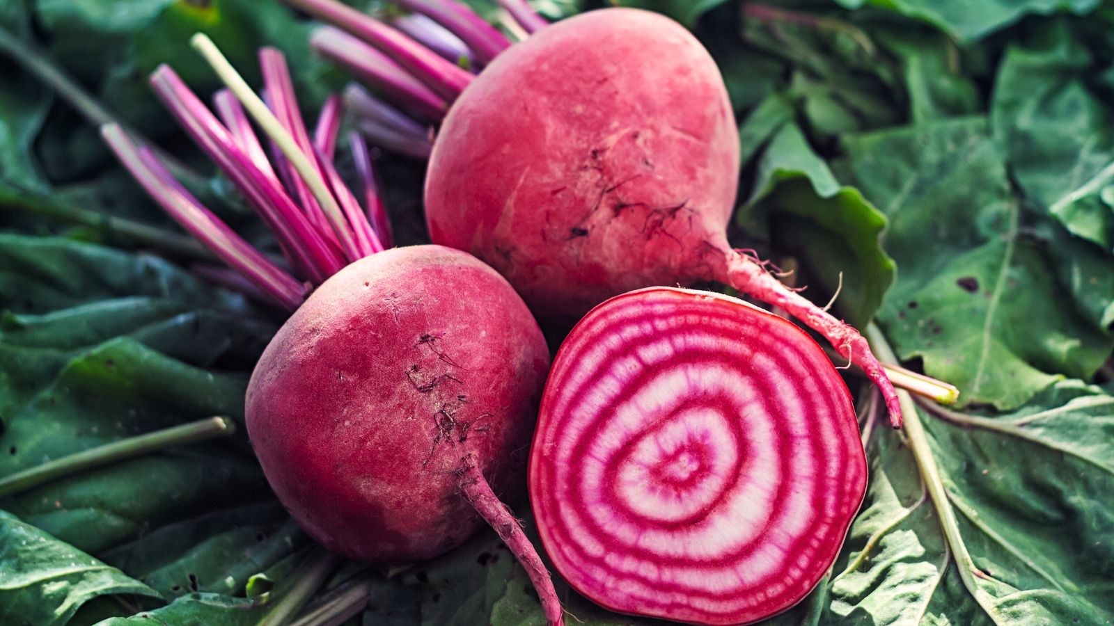 A close-up shot of Chioggia Beet crops showcasing its red-purple colored body and striped inner flesh on top of leaves in a well lit area