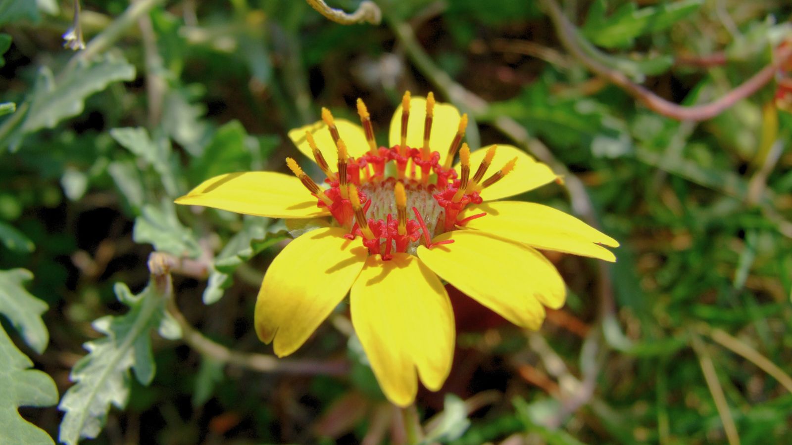 A shot of a yellow colored Chocolate Flower basking in bright sunlight outdoors