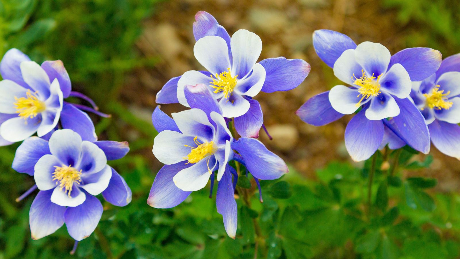 A shot of a row of developing blue-colored Columbine flowers, alongside other foliage in a well lit area outdoors