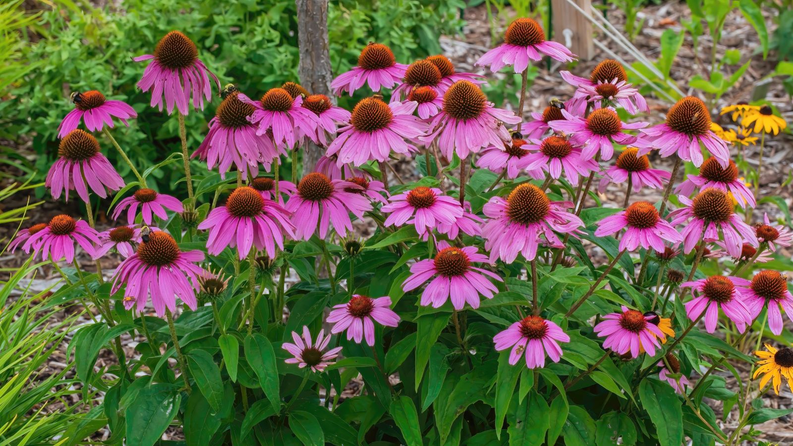 A shot of a small composition of Coneflower plants alongside other foliage in a well lit area outdoors