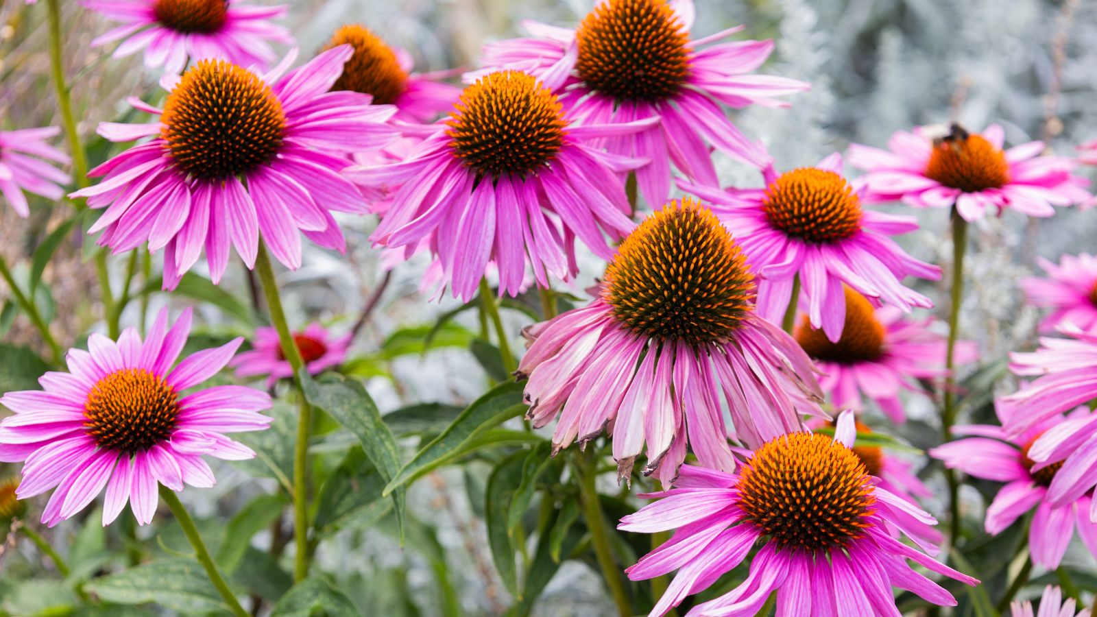 A shot of a compositiong of pink colored Coneflower blooms, showcasint its large cone-shaped center outdoors