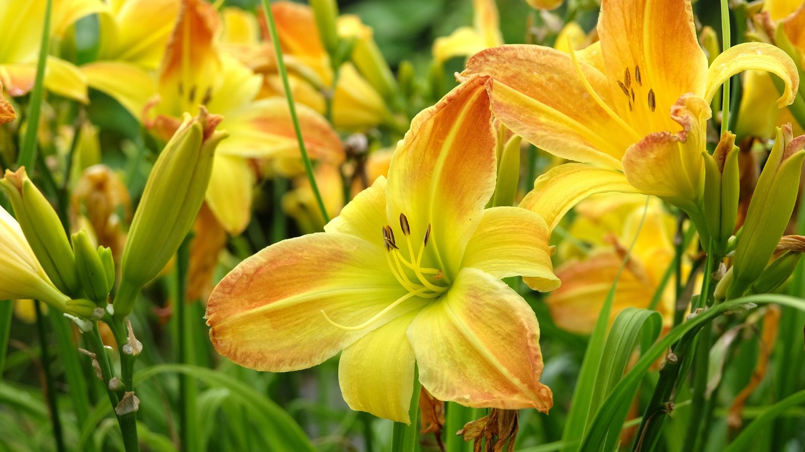 A shot of yellow colored flowers called Daylily, and its green foliage in a well lit area outdoors