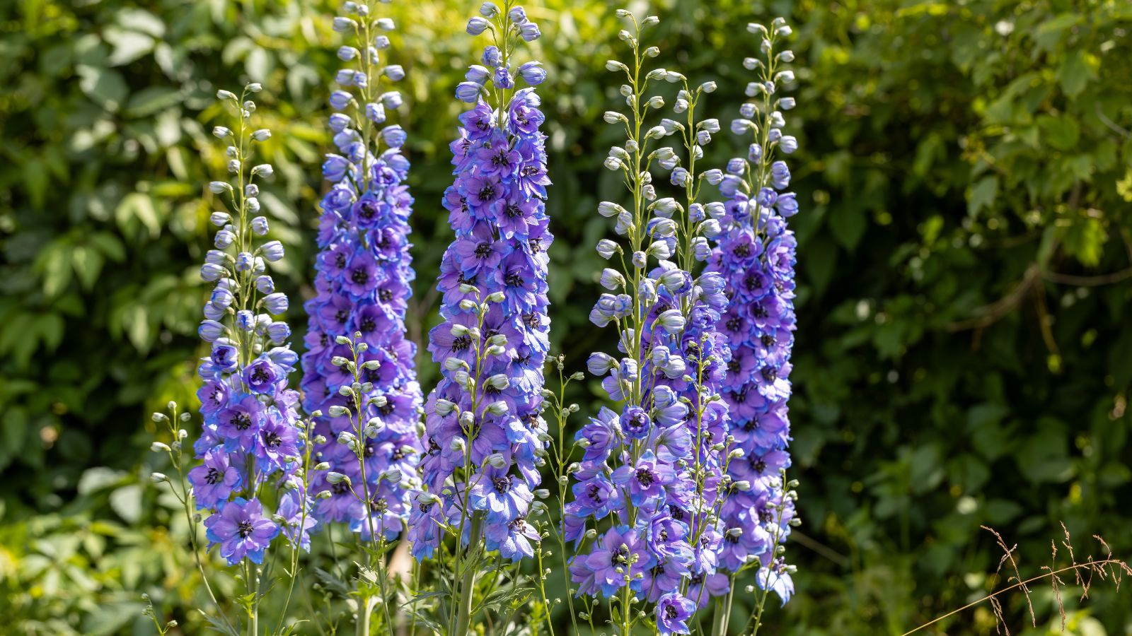 A shot of a small composition of blue colored Delphinium blooms in a well lit area outdoors