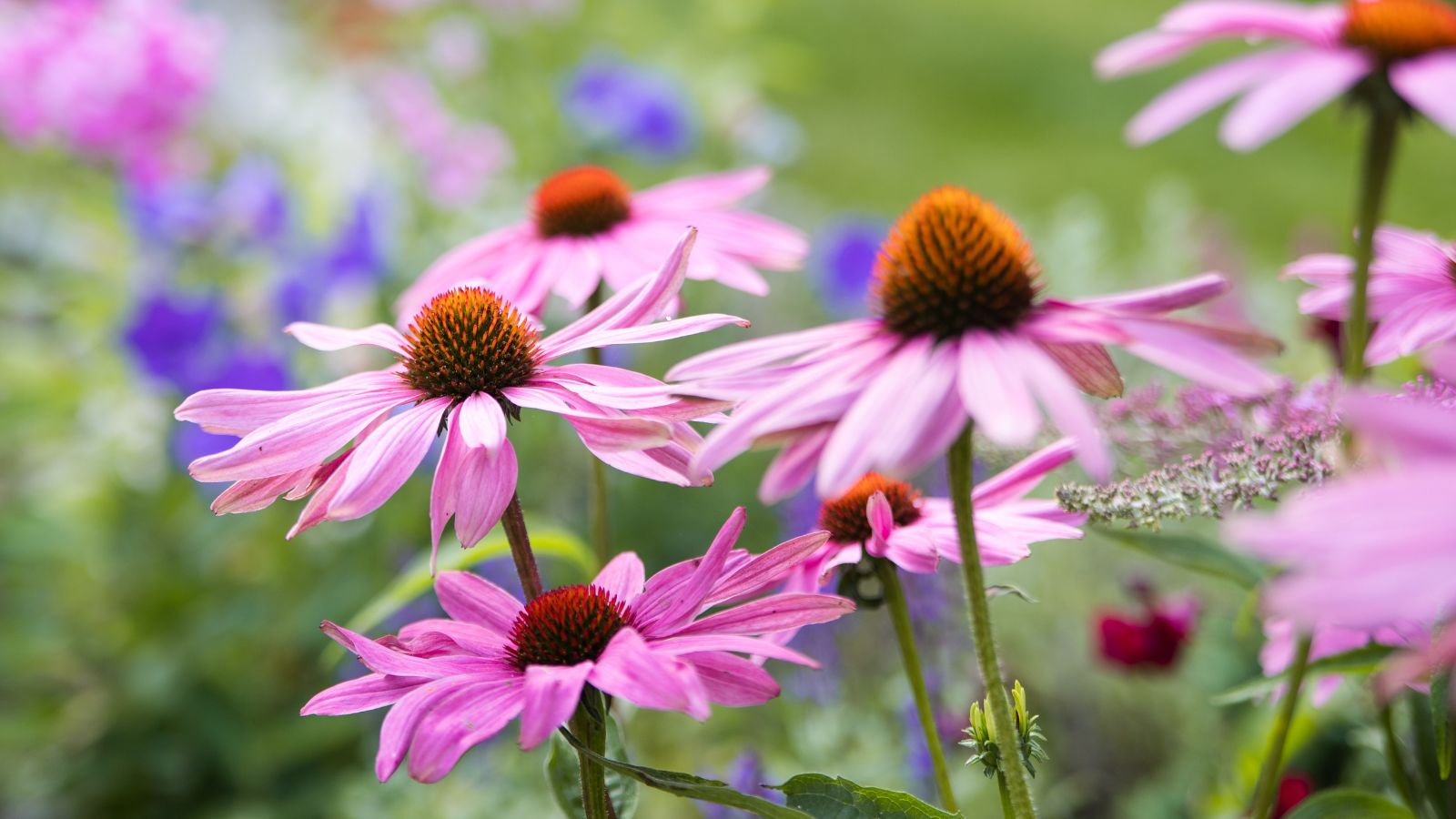 A shot of several pink colored flowers and its green stalks called Echinacea, all placed alongside other flowers in a well lit area outdoors