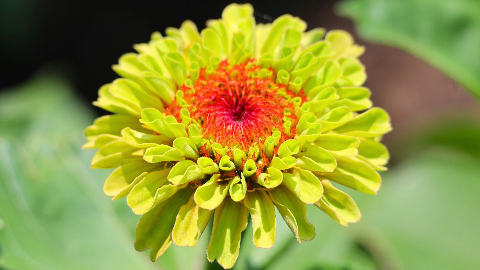 A shot of the Envy Zinnia flower, showcasing its neon green colored petals and red center in a well lit area outdoors