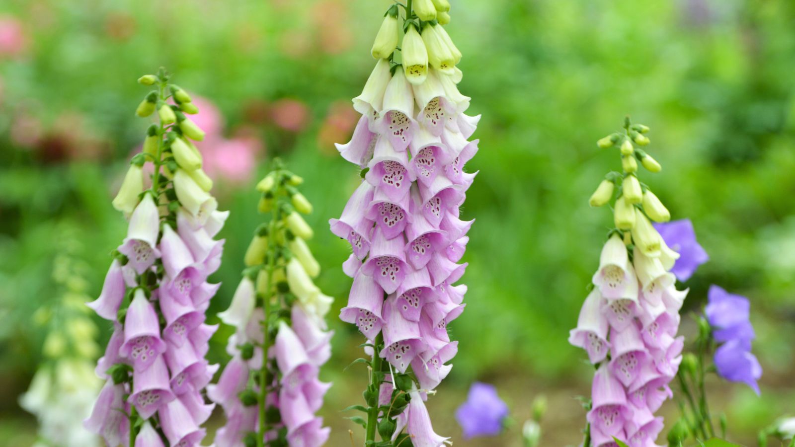 A shot of several developing Foxglove blooms showcasing its tall spikes in a well lit area outdoors