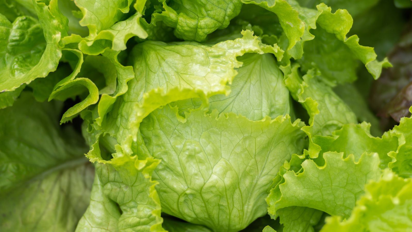 An overhead shot of the Great Lakes 118 crop showcasing its bright green leaves