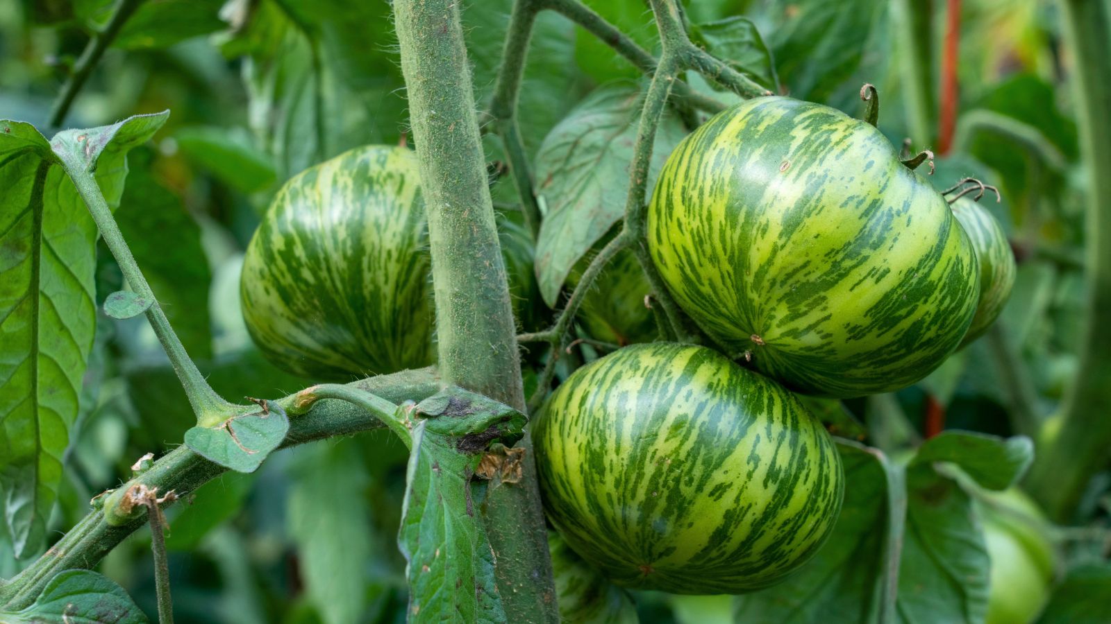 A shot of several developing Green Zebra Tomato crops showcasing its stiped appearance in a well lit area outdoors