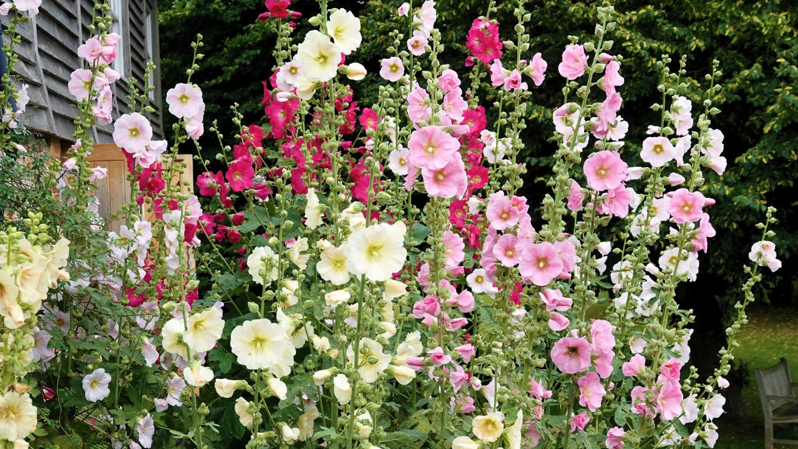 A shot of a small composition of Hollyhocks blooms outdoors