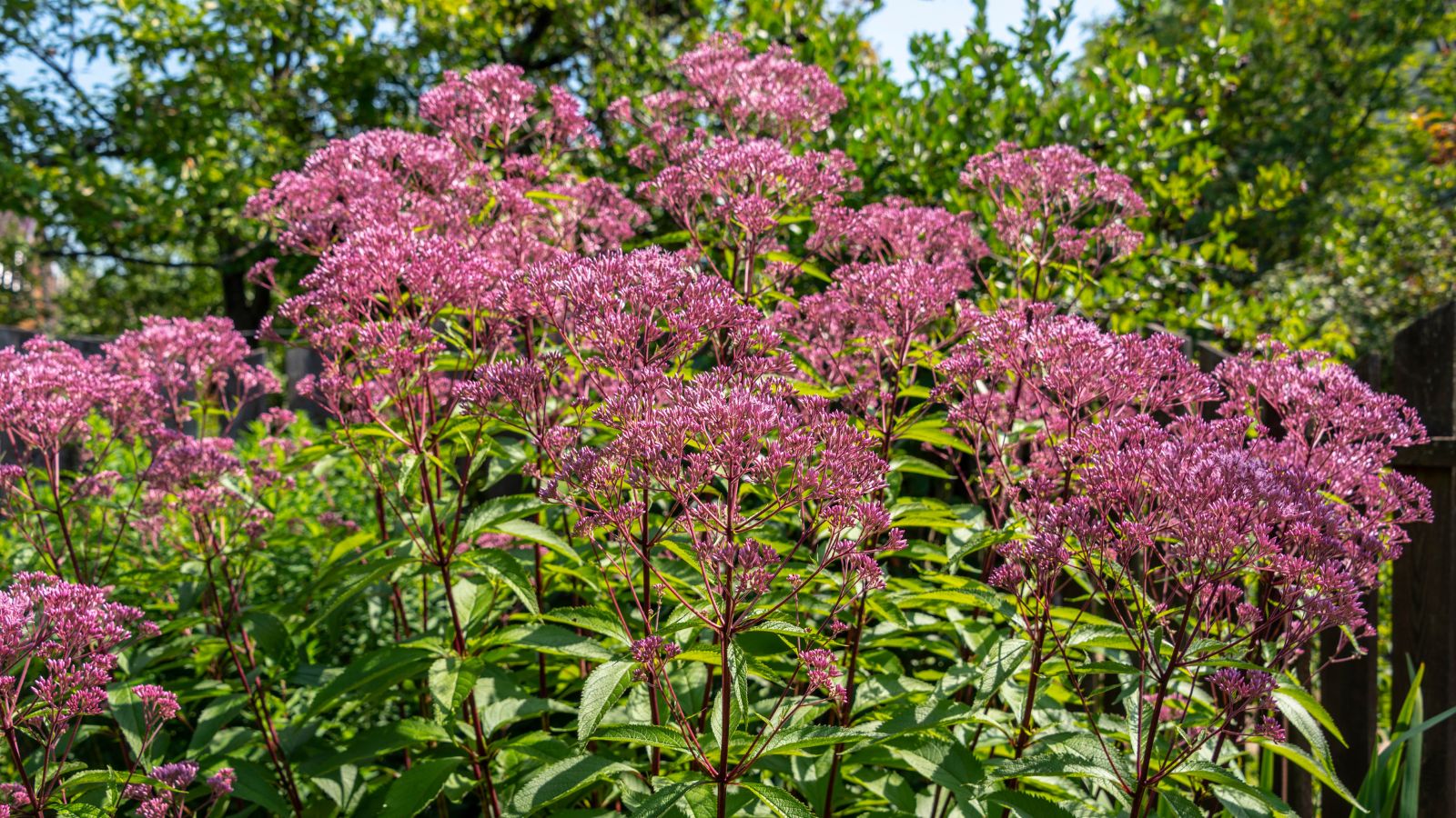 A shot of several tall stalks of the Joe Pye Weed flower, all situated in a well lit area outdoors