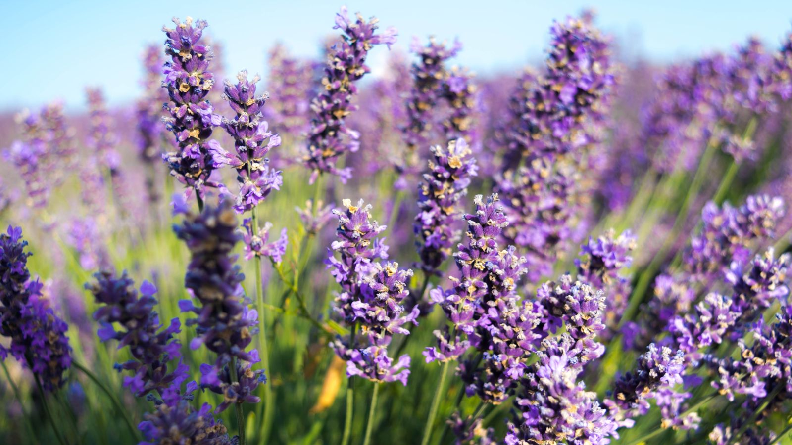 A shot of a field of Lavender blooms oudoors